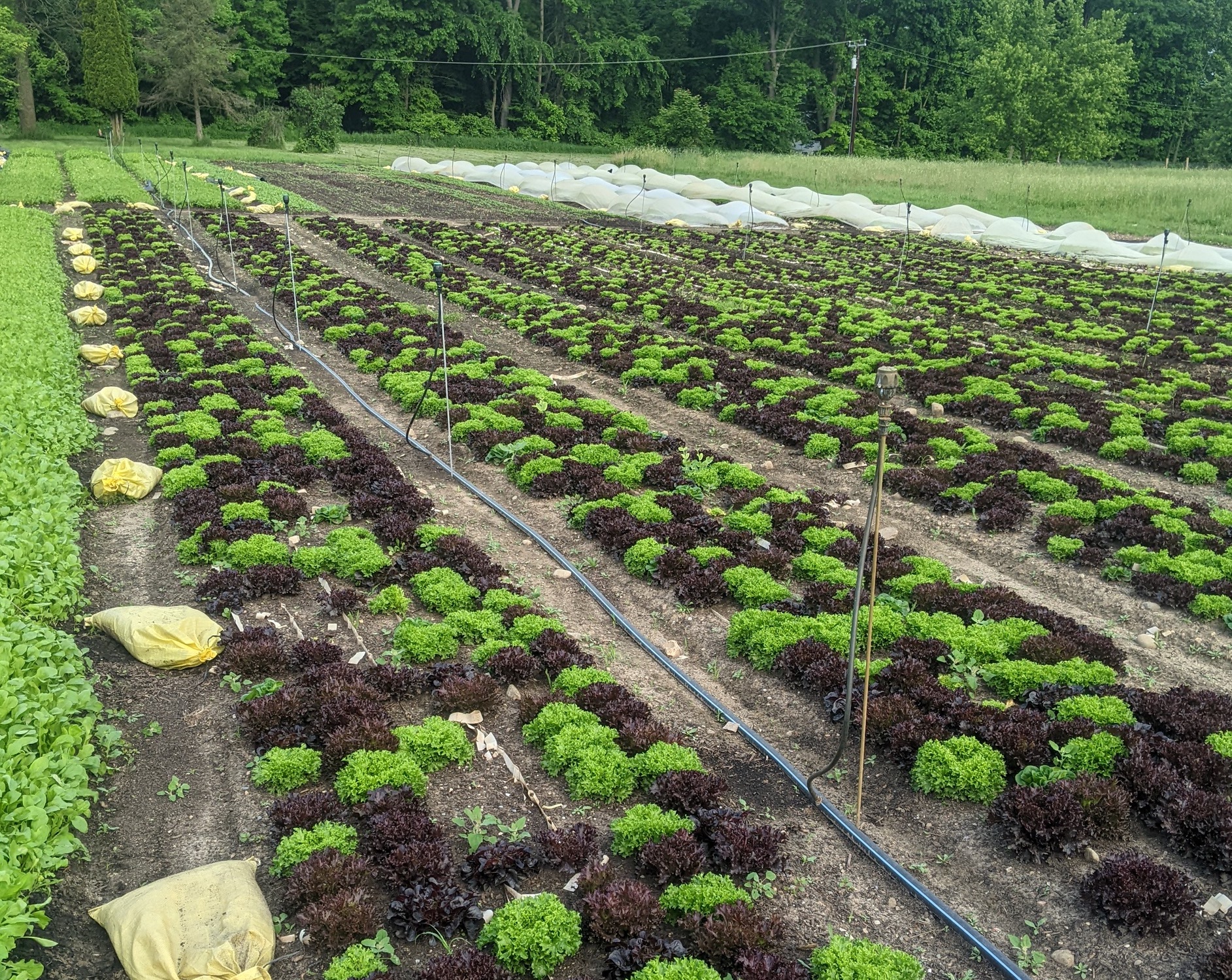 BUschsLettuceGardenFortFarms - Social House News