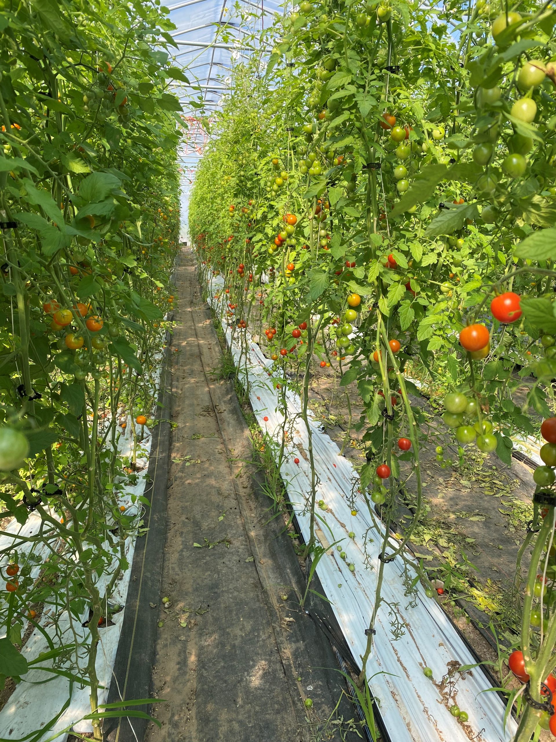 BuschsTomatoesJacobsFreshFarm - Social House News