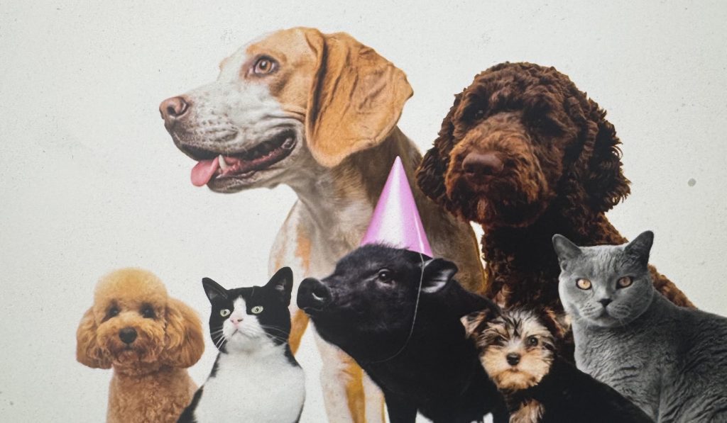 Group of dogs and cats posing together wearing party hats against a light background, festive scene.