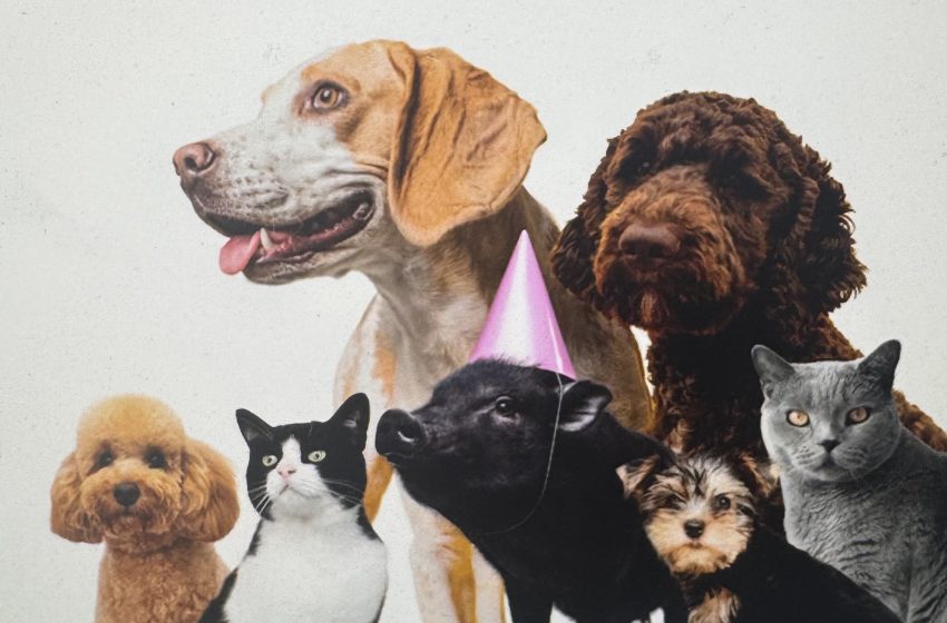 Group of dogs and cats posing together wearing party hats against a light background, festive scene.