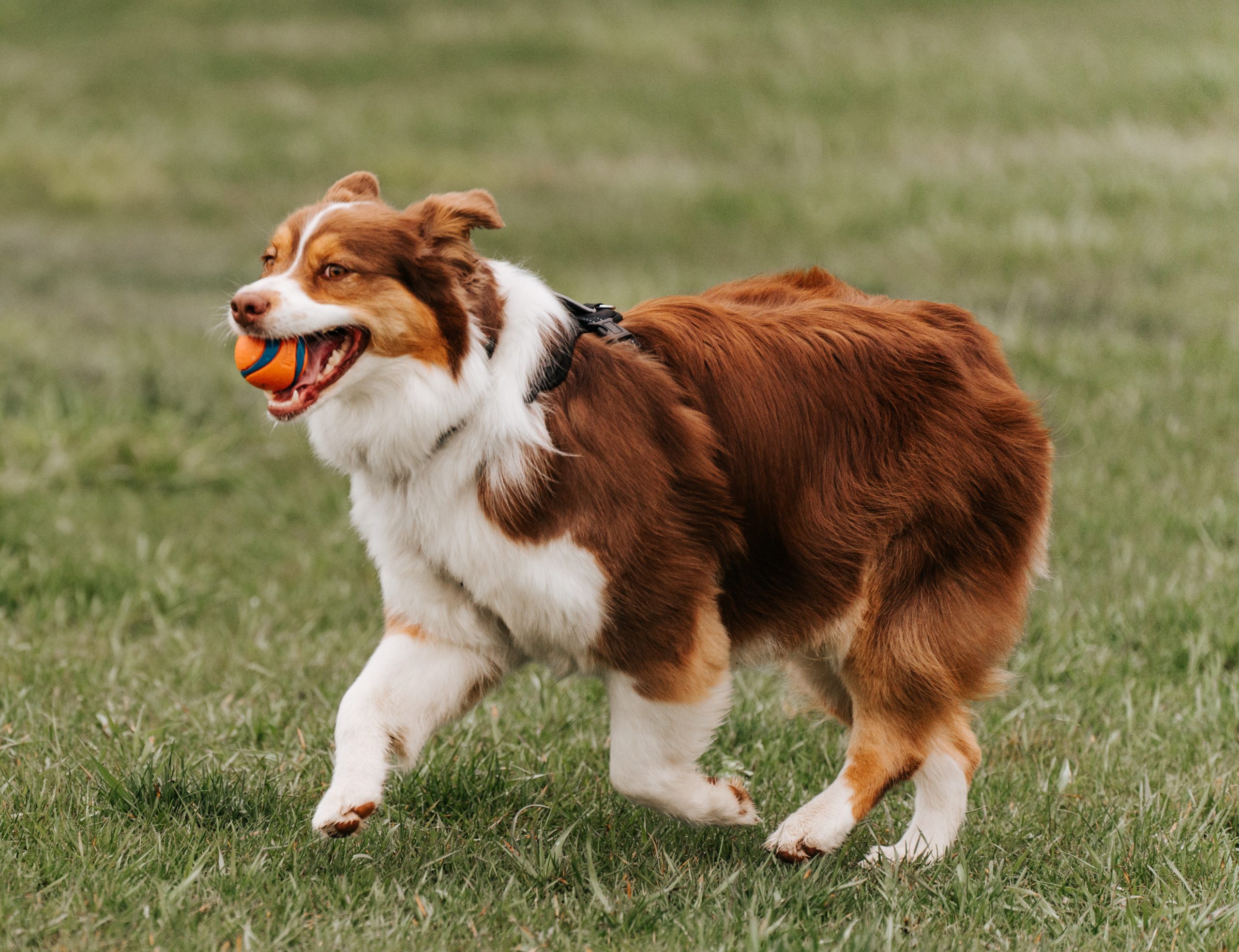 Dog running in a grassy field with an orange and blue ball in its mouth, wearing a black harness.