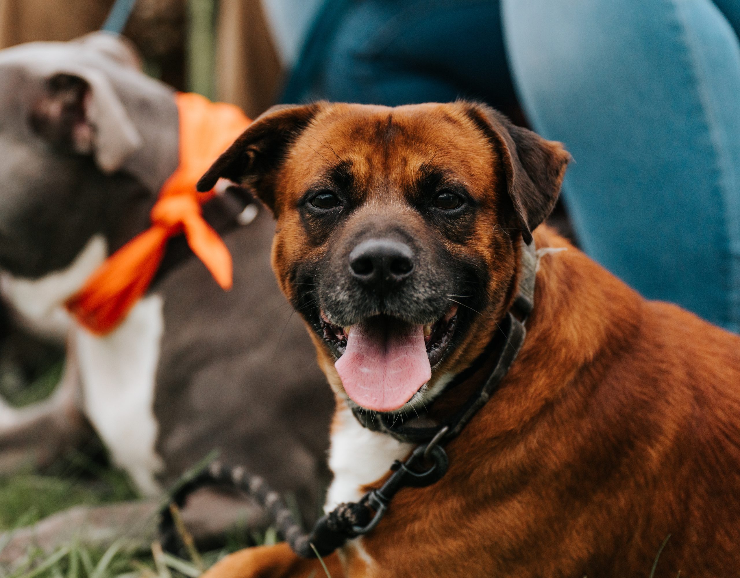 APHDSC03979 - Social House News Brown dog with tongue out, wearing a black collar, in focus; blurred second dog with orange leash in background.
